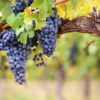 Grape Candy Perfumer's Apprentice Flavouring